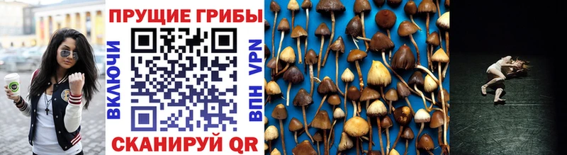 Галлюциногенные грибы GOLDEN TEACHER  Нижнеудинск 